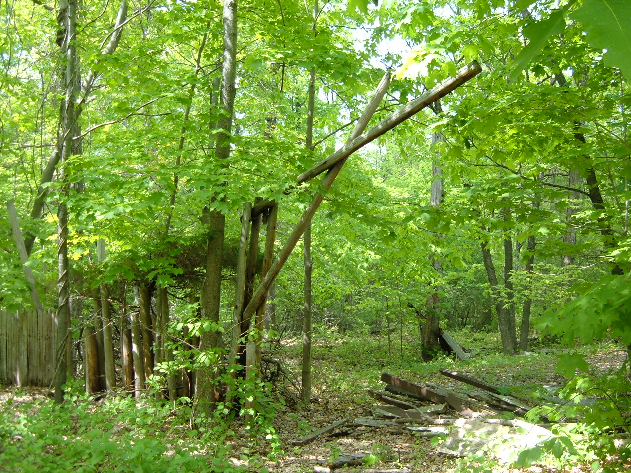 a look back at jungle habitat